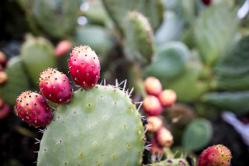 macro cactus maroccain