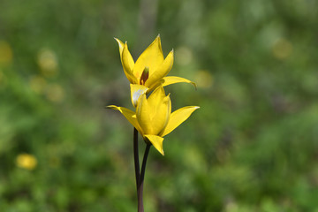 Wild yellow tulips in spring forest
