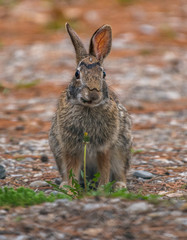 Eastern Cottontail Rabbit (Sylvilagus floridanus)