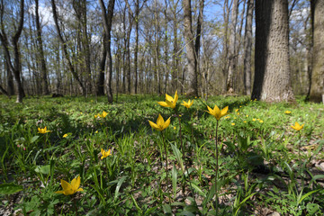 Wild yellow tulips in spring forest