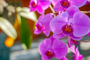 Phalaenopsis Orchid flower in garden at spring day for postcard beauty and agriculture idea concept design.