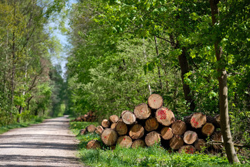 Piles of freshly cut down tree trunks are lying in the sunny fresh green springtime forest beside a gravel road