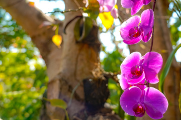 Phalaenopsis Orchid flower in garden at spring day for postcard beauty and agriculture idea concept...