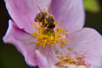 Biene, Blüte, Makro, Natur