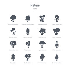 set of 16 vector icons such as eastern cedar tree, sassafras tree, shadbush tree, spruce white spruce sycamore tulip black walnut from nature concept. can be used for web, logo, ui\u002fux