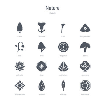 set of 16 vector icons such as gemstone, acicular, almond, alstroemeria, anemone, anthurium, aster, astrantia from nature concept. can be used for web, logo, ui\u002fux