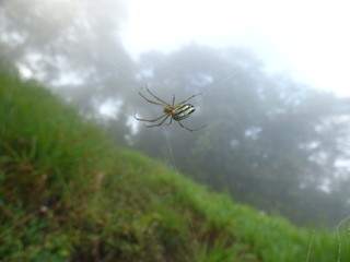 ARAÑA