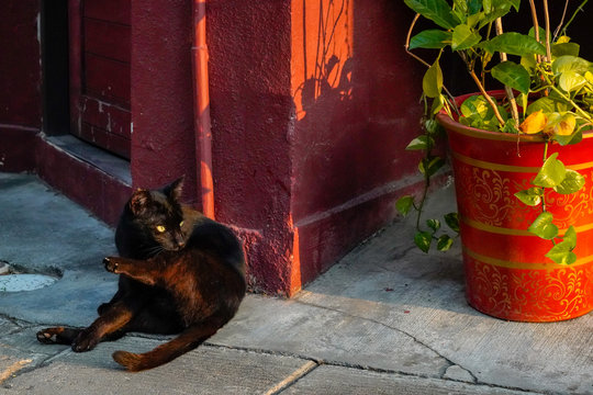 alley cat on the street