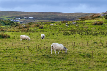 Landscape with sheeps, Ireland