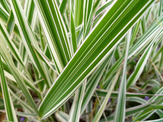 Striped green grass Variegated Sedge 'Ice Dance' (Carex morrowii, foliosissima) with dew drops. Decorative long grass, evergreen sedge with white and green striped foliage.