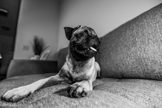 Pretty Cute Pug Puppy Dog breed Black and White Photography