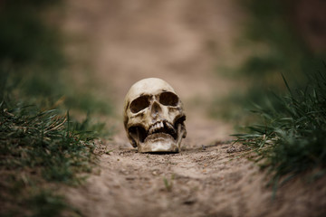 Human skull on a dirt road. A copy of a human skull on earth close-up for Halloween.