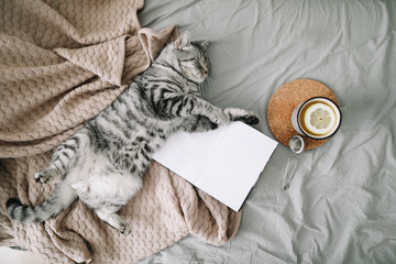 View from above of funny cat sleeping on the blanket  on hygge background. Cozy Flatlay of female...