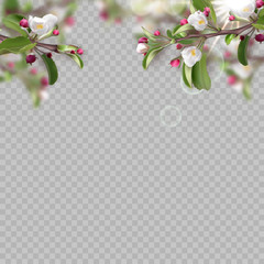 Set of realistic flowering branches, apple tree