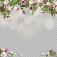 Set of realistic flowering branches, apple tree