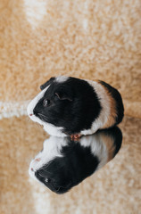 Guinea pig sitting on the floor and reflected. Portrait of a cute pet on a woolen and background. Copy space. Fun, fat and funny pig. Beautiful photo of the animal.