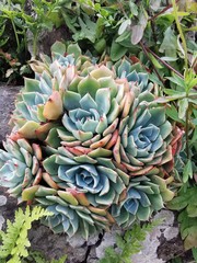 succulent plant
