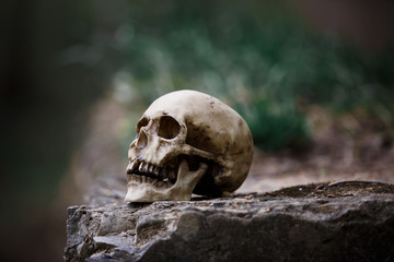 The skull of a man on a large gray stone slab. A copy of a human skull on a rock close-up for Halloween.