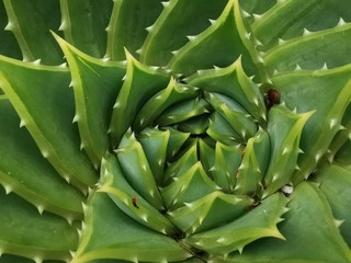 Obraz premium Aloe vera_1