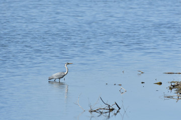 heron wading stands in water and catches fish
