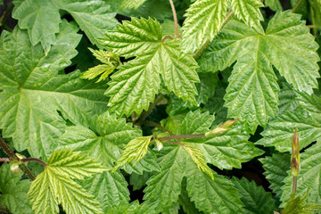 Closeup green leaves of grapes. Nature background