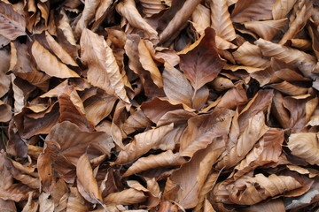 autumn leaves background