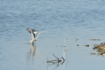heron wading  takes off from the water spread out by the wings
