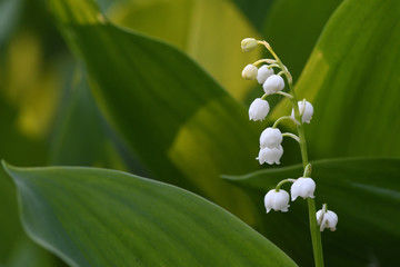 Forest lilies of the valley bloom in the spring forest