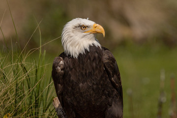 North American bald eagle.