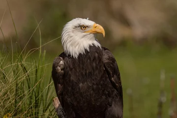 Foto op Plexiglas North American bald eagle. © Robert L Parker