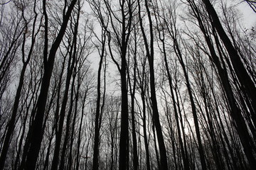 Trees on the background of the sky, gloomy photos.