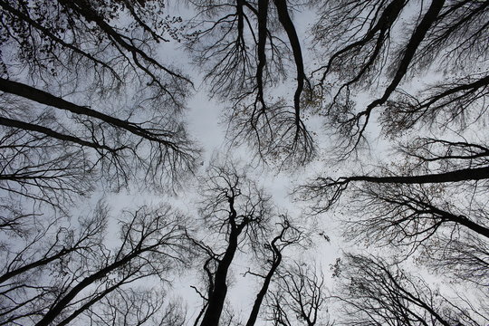 Trees on the background of the sky, gloomy photos