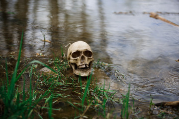 Human skull on the surface of the water in the river among the grass and algae. Fake skull close-up in the lake. A replica of a human skull for Halloween