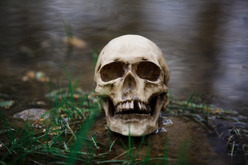 Human skull on the surface of the water in the river among the grass and algae. Fake skull close-up...