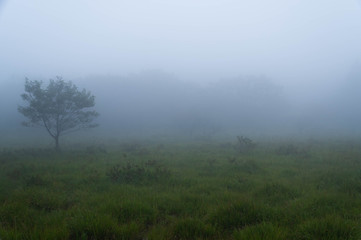 霧の湿原