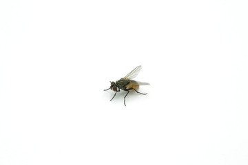 fly on white background, housefly insect close-up