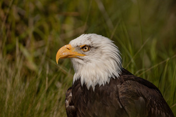 North American bald eagle.