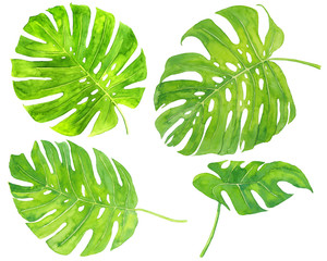 Aquarel hand getekende set met tropische groene monstera bladeren geïsoleerd op een witte achtergrond