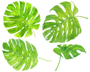 Foto op Aluminium Monstera Aquarel hand getekende set met tropische groene monstera bladeren geïsoleerd op een witte achtergrond