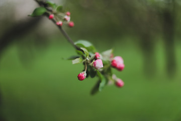 Blossoming of cherry flowers with green leaves. Branches of a tree in spring season. Wallpaper, spring background