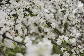 Blossoming of cherry flowers with green leaves. Branches of a tree in spring season. Wallpaper, spring background