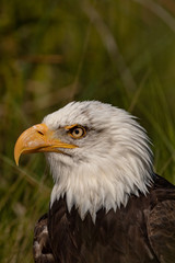 North American bald eagle.