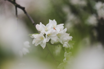 Blossoming of cherry flowers with green leaves. Branches of a tree in spring season. Wallpaper, spring background