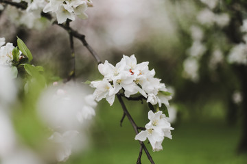Blossoming of cherry flowers with green leaves. Branches of a tree in spring season. Wallpaper, spring background