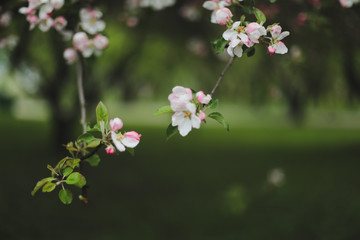 Blossoming of cherry flowers with green leaves. Branches of a tree in spring season. Wallpaper, spring background