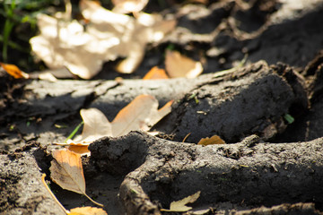 Dirt on the road