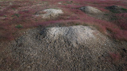 Soft fluffy pink grass on the hills