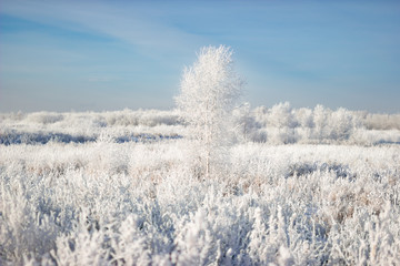 Frost on a tree and blue sky