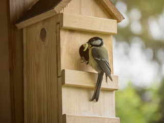Tit with caterpillar in the beak feeding the youngsters in the nest box