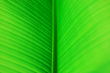 Macro photo of fresh banana's green leaf.